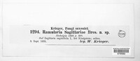 Ramularia sagittariae image